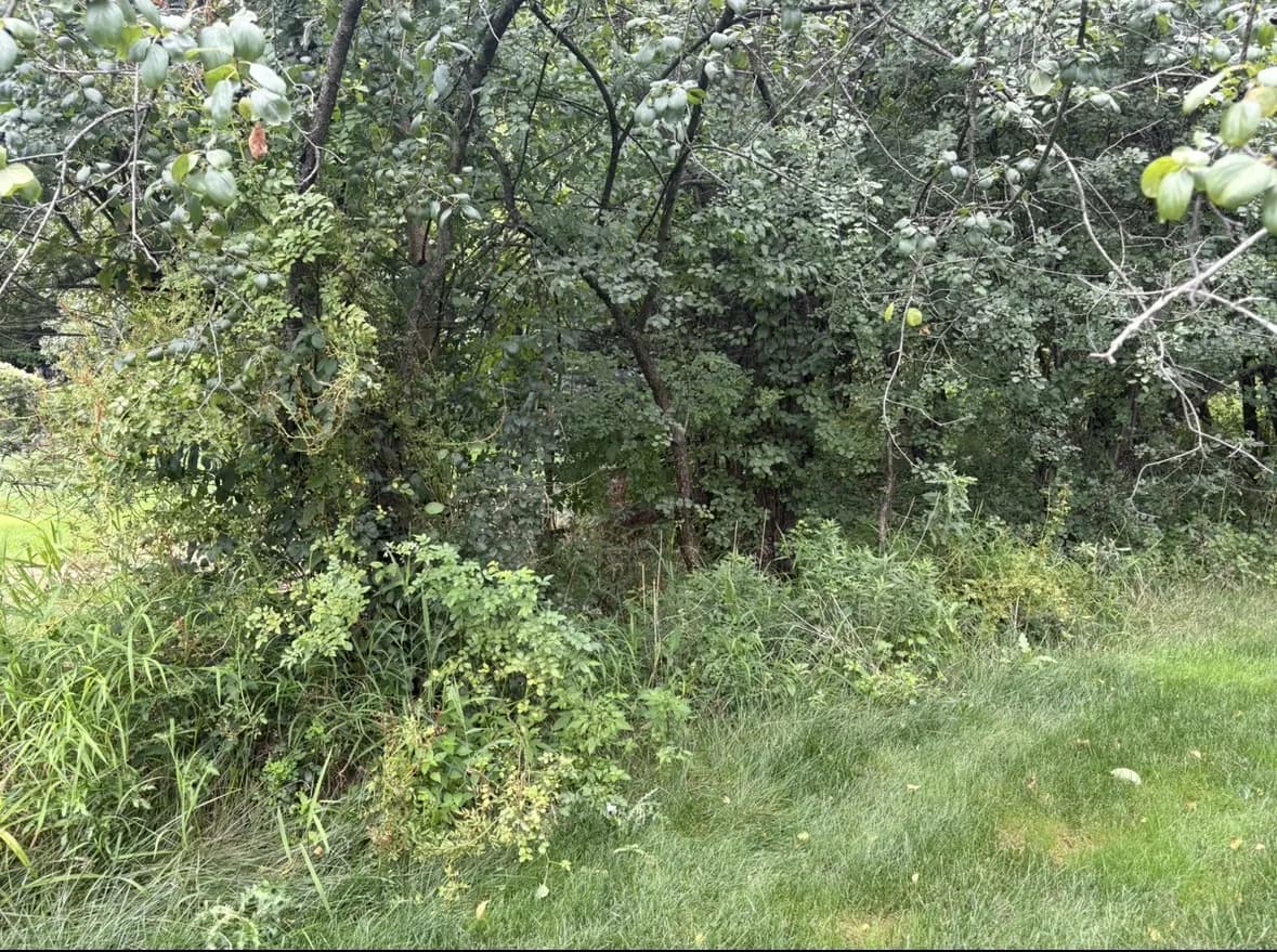Yard Cleanups — before