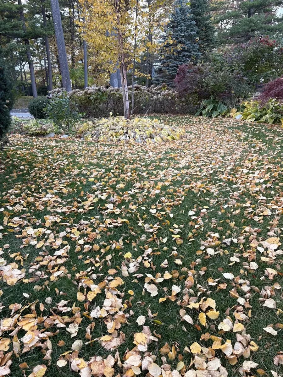 Fall Cleanups — before