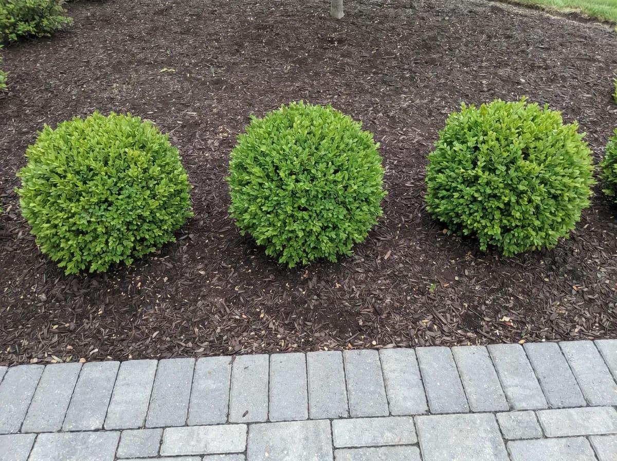 Hedge Trimming — after