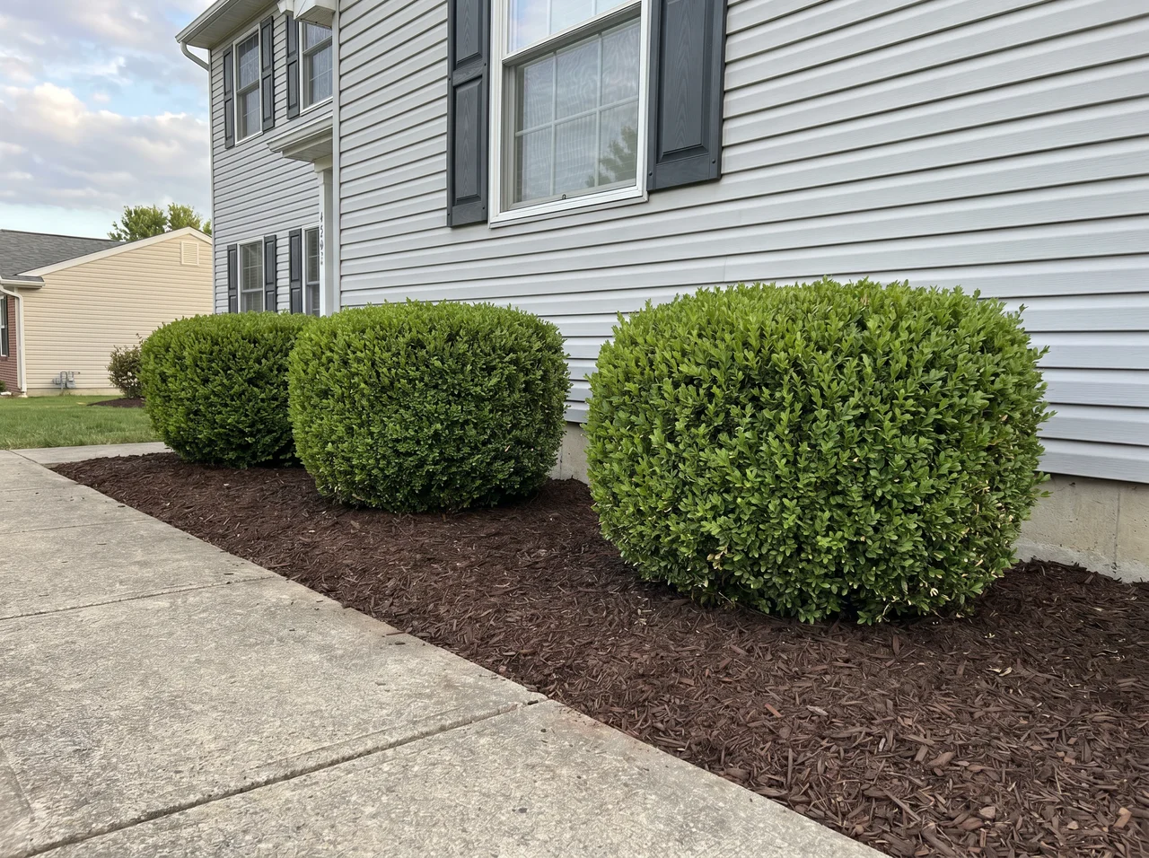 Hedge Trimming