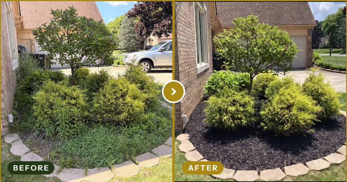Bed Cleanup & Mulch Install in Troy, MI — before and after